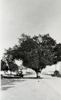 The Texas Avenue oak tree in the 1920s