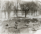 Cedar Logs at Cedar Bayou circa 1899 