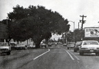 Texas Avenue Oak Tree circa 1974