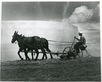 Hay raking at the Humble refinery, 1940s