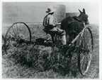Mule-powered hay raker, 1940s